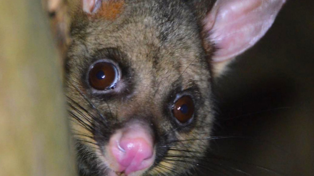 possum, Myall Lakes possum, Myall Lakes